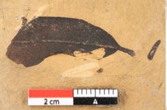 Foto (Detailansicht) von Quercus palaeoilex Ettingshausen (NHMW-GEO-2024-0188-0741)